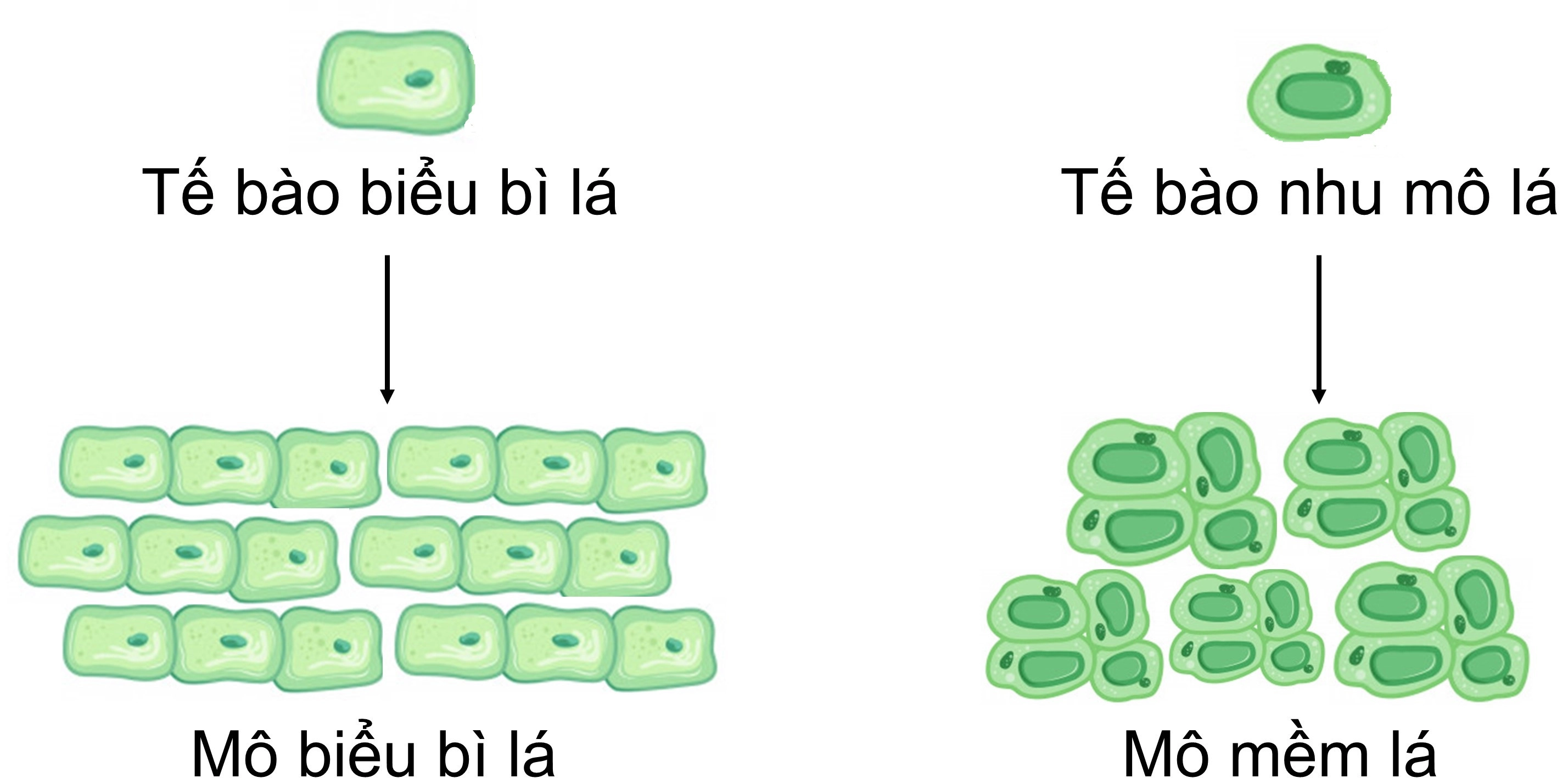 mo-la-gi-2-0112160830