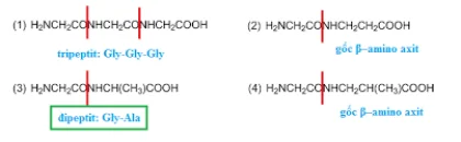 Đipeptit là gì? Trong các chất dưới đây chất nào là đipeptit?