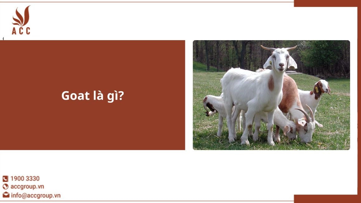 Goat là gì?