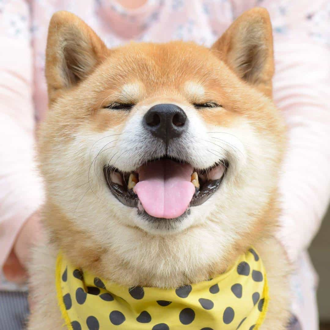 Chú Chó Nhỏ Shiba Inu đang ăn Khúc Gỗ Trong Rừng | Nền JPG Tải xuống miễn  phí - Pikbest