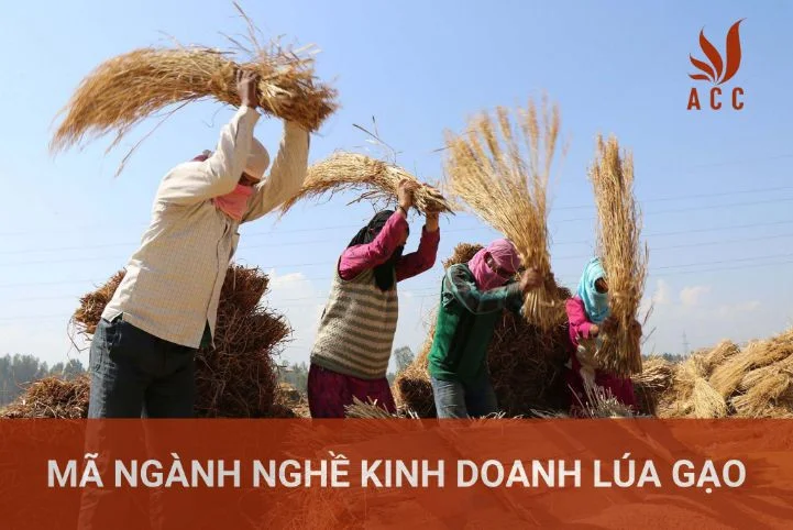 Mã ngành nghề kinh doanh lúa gạo