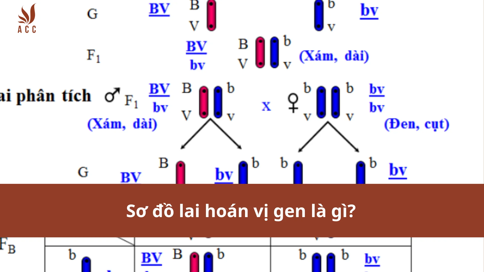 Sơ đồ Lai Hoán Vị Gen Là Gì 6364