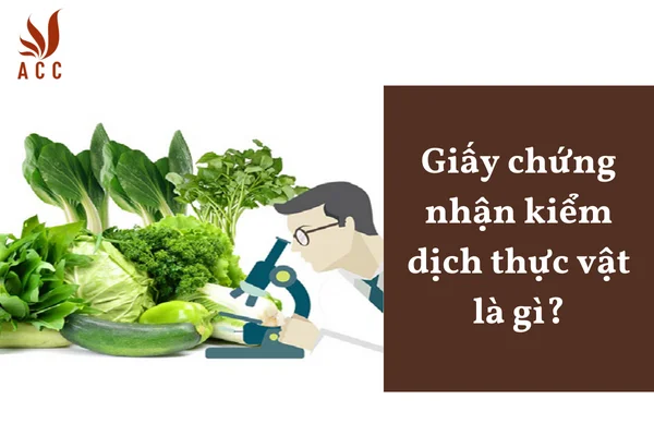 Giấy chứng nhận kiểm dịch thực vật là gì?