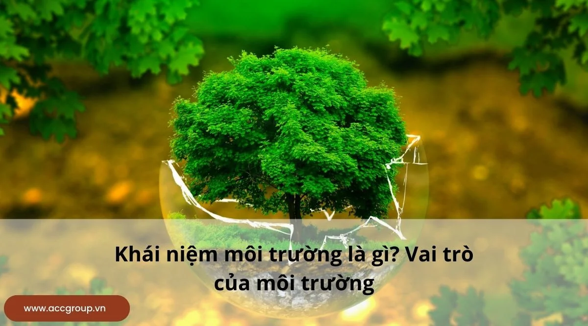 Khái niệm môi trường là gì? Vai trò của môi trường