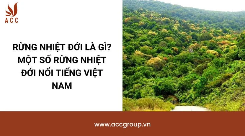 Rừng nhiệt đới là gì? Một số rừng nhiệt đới nổi tiếng Việt Nam