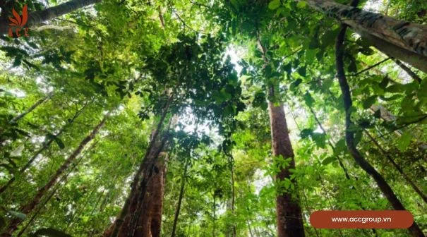  Vai trò của rừng nhiệt đới