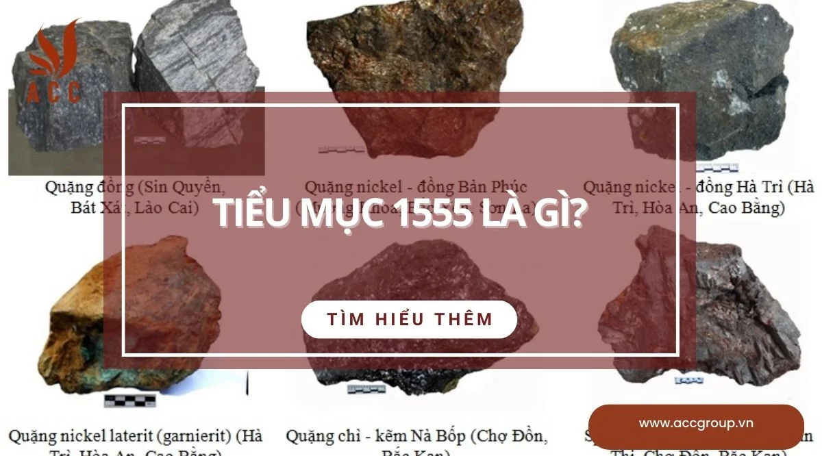 Tiểu mục 1555 là gì?