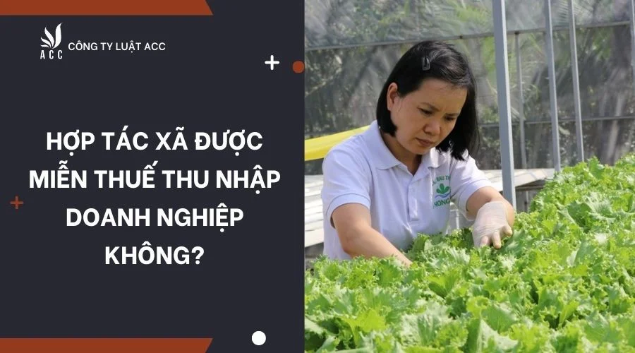 Hợp tác xã được miễn thuế thu nhập doanh nghiệp không?