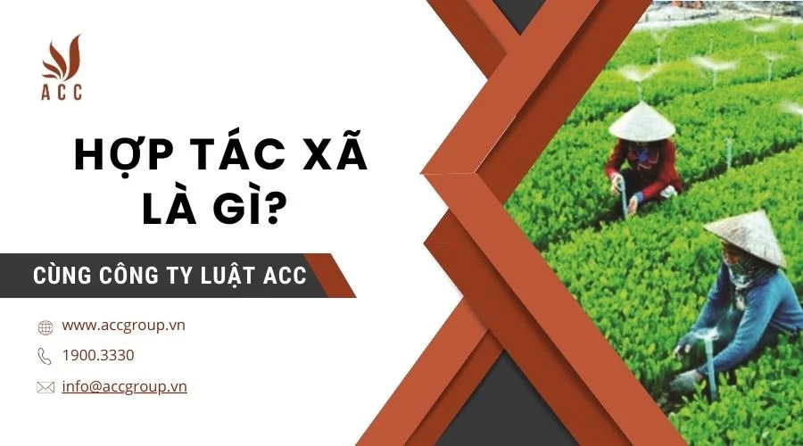 Hợp tác xã là gì?