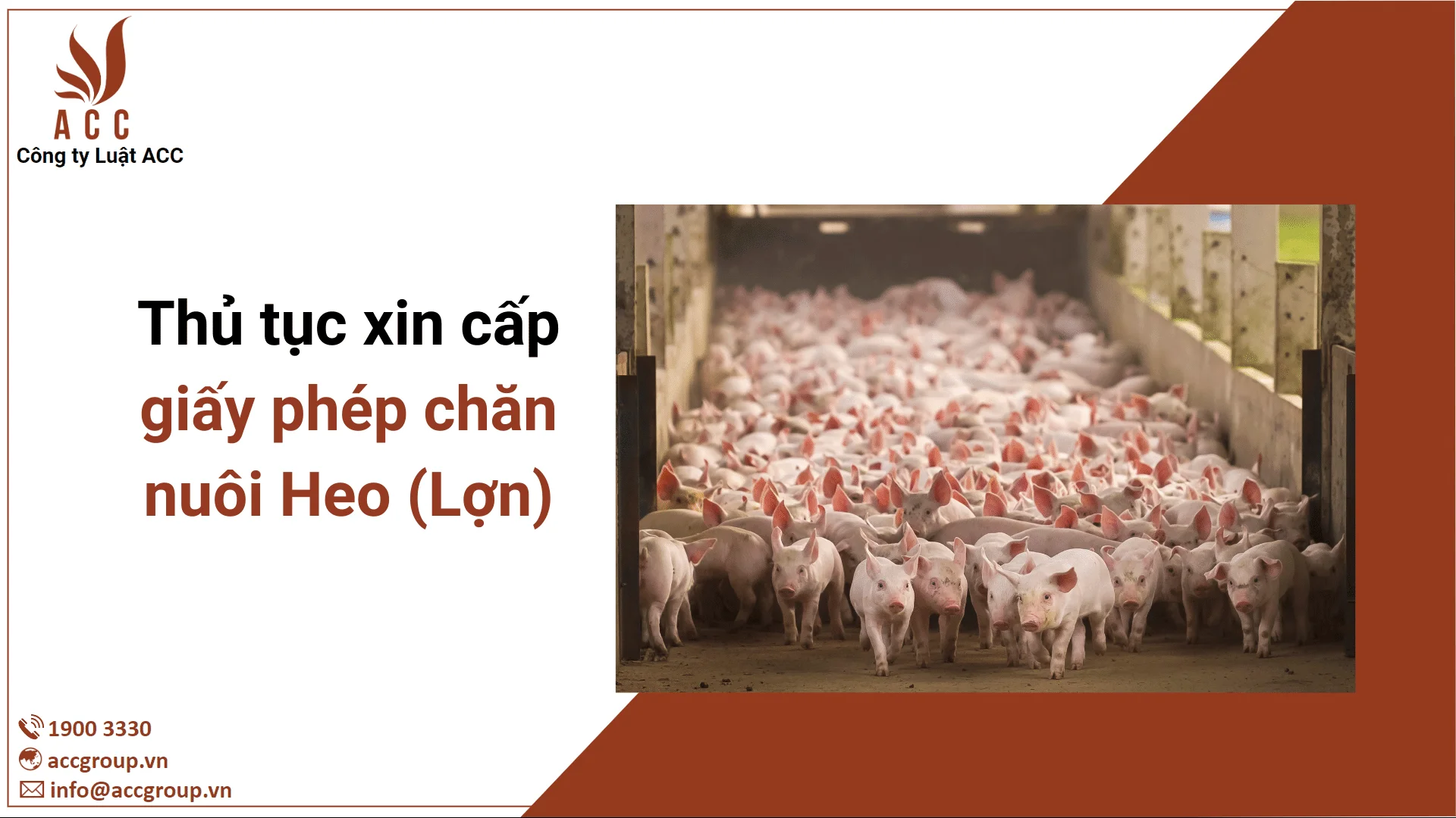 Thủ tục xin cấp giấy phép chăn nuôi Heo (Lợn)