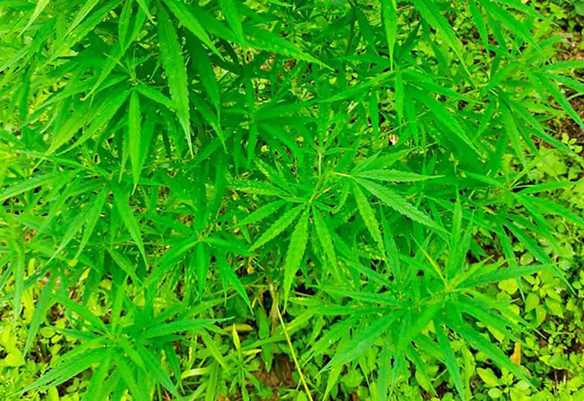 Hình nền  màu xanh lá Cần sa Lá thực vật Chồi Nhà máy đất thực vật  có hoa Chụp macro Thân cây 1680x1050  Godzilla  323323  Hình nền đẹp  hd  WallHere
