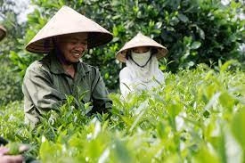 Dang-ky-nhan-hieu-tai-Phu-Tho-Cap-nhat-2022