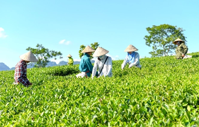 Mục tiêu của Hà Nội về củng cố kiện toàn hợp tác xã nông nghiệp
