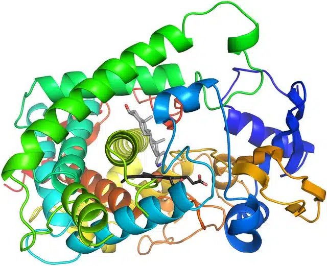 Enzyme Protease Hinh Thanh Trong Te Bao Song