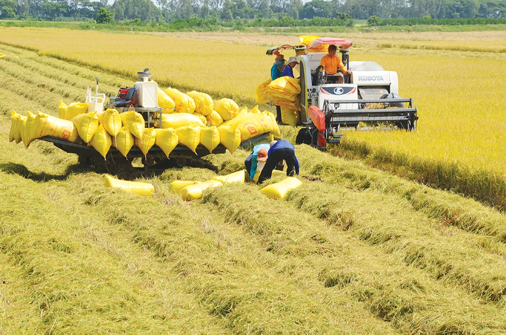 Biện Pháp đảm Bảo An Ninh Lương Thực