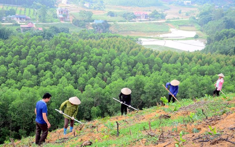 Luật Thuế Sử Dụng đất Lâm Nghiệp