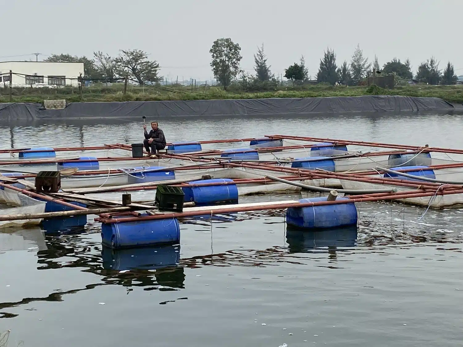 huyện vũ quang mô hình nuôi cá nước ngọt dần được mở rộng  Cá giống  Trường phát  TP AQUA GROUP