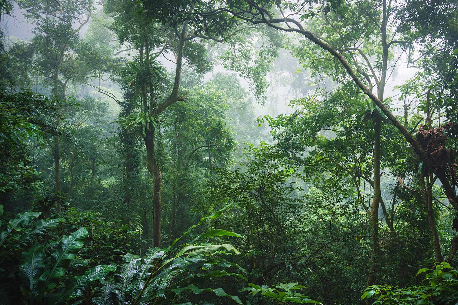 Top 131 hình nền rừng mới nhất  POPPY